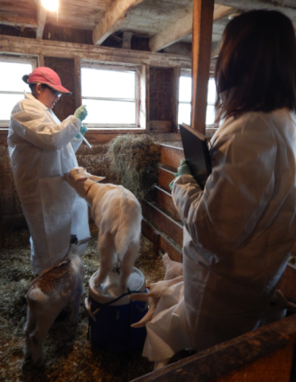 Alexandra Mercante and another researcher examine a goat